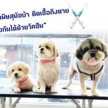 28ก.ย.วันป้องกันโรคพิษสุนัขบ้าโลก  รณรงค์คนไทยช่วยขับเคลื่อนปลอดโรค100%ปี2562