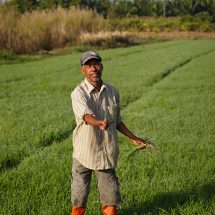 มวล. ผลักดันข้าวอินทรีย์กลุ่มวิสาหกิจฯ บ้านอ่าวเคียนขึ้นทะเบียน อย.สำเร็จเป็นเจ้าแรกของเมืองคอนพร้อมยกระดับสู่ตลาดข้าวพรีเมี่ยม